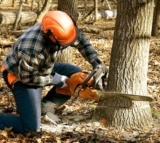 Tree Removal in Nebo, KY